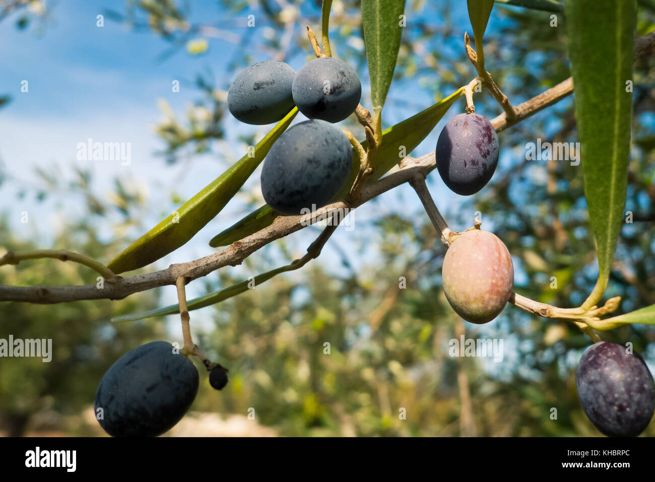 Olives growing in mediterranean climate Stock Photo Alamy