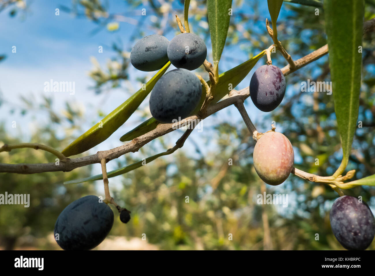 Olives growing in mediterranean climate. Stock Photo