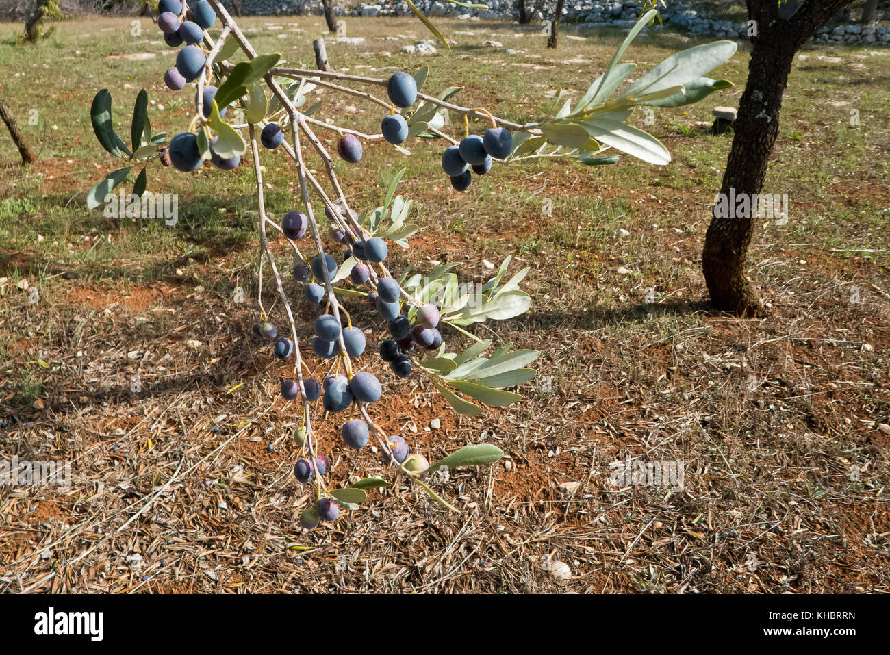 Olives growing in mediterranean climate Stock Photo Alamy