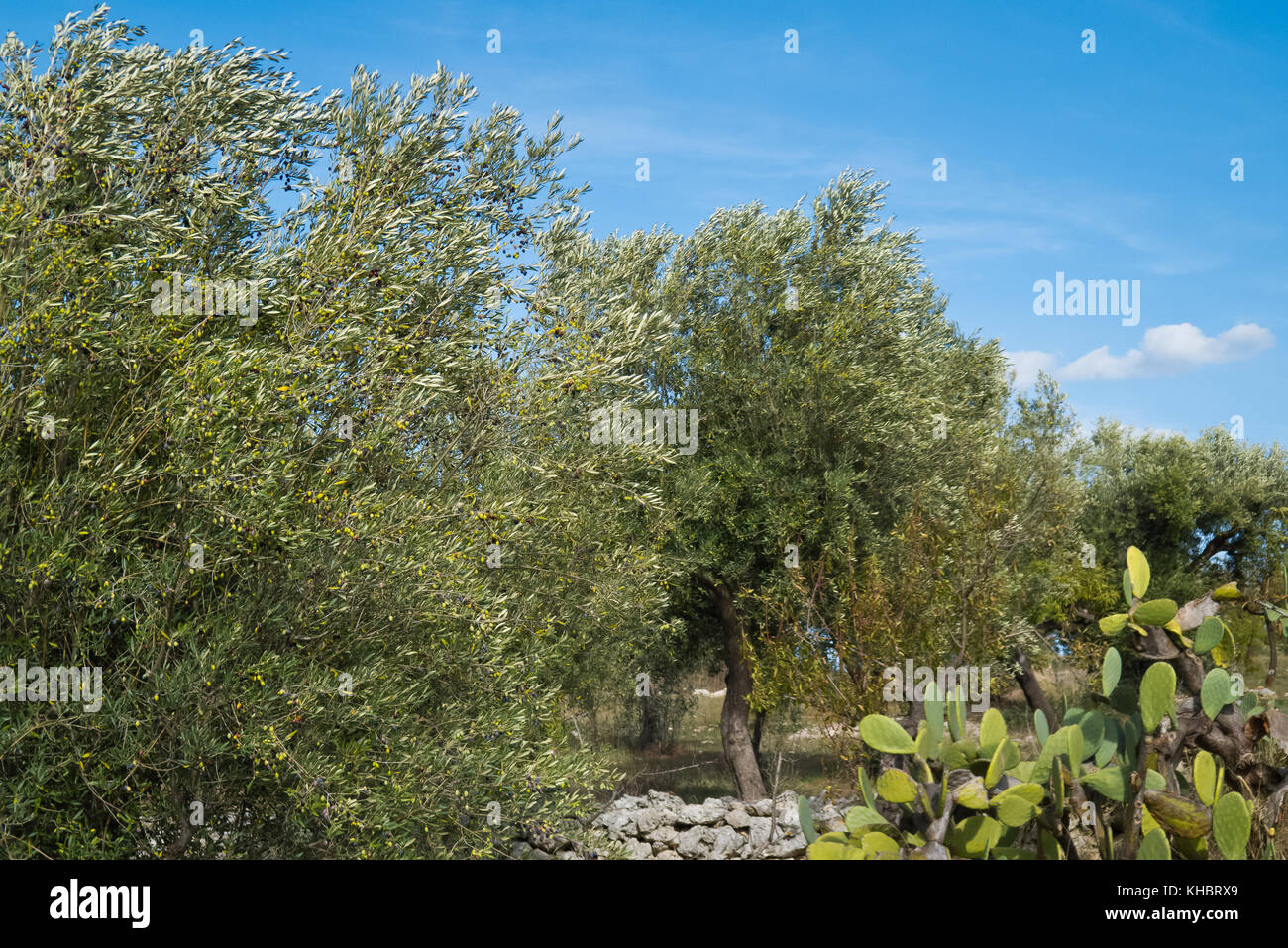Olive trees in autumn in Puglia land. Stock Photo