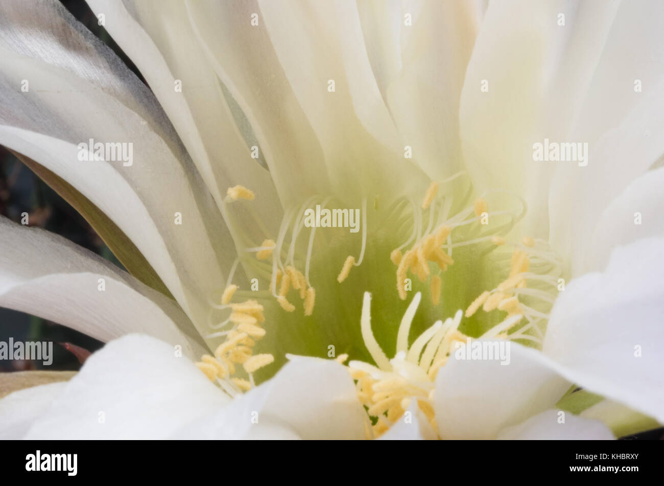 Cactus flowers echinopsis tubiflora, selective soft focus, black background Stock Photo