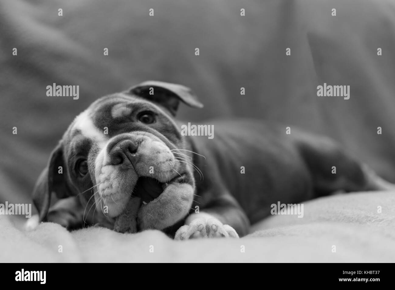 cute english bulldog puppy Stock Photo