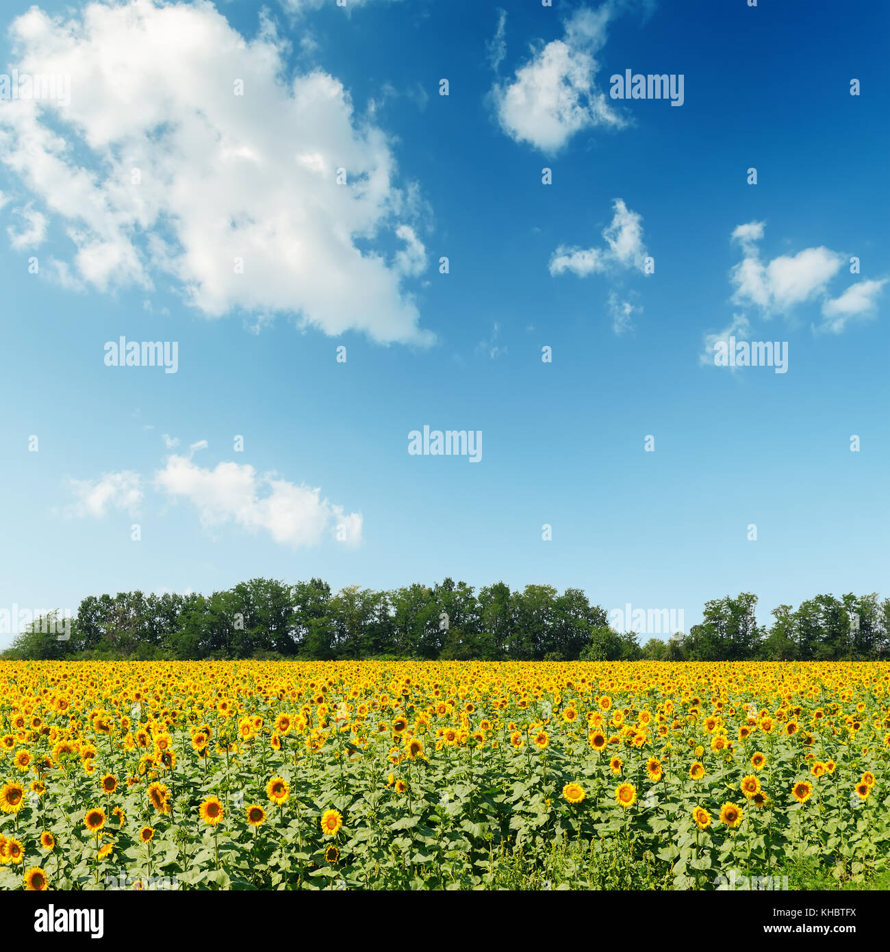 sunflowers field under cloudy sky Stock Photo - Alamy