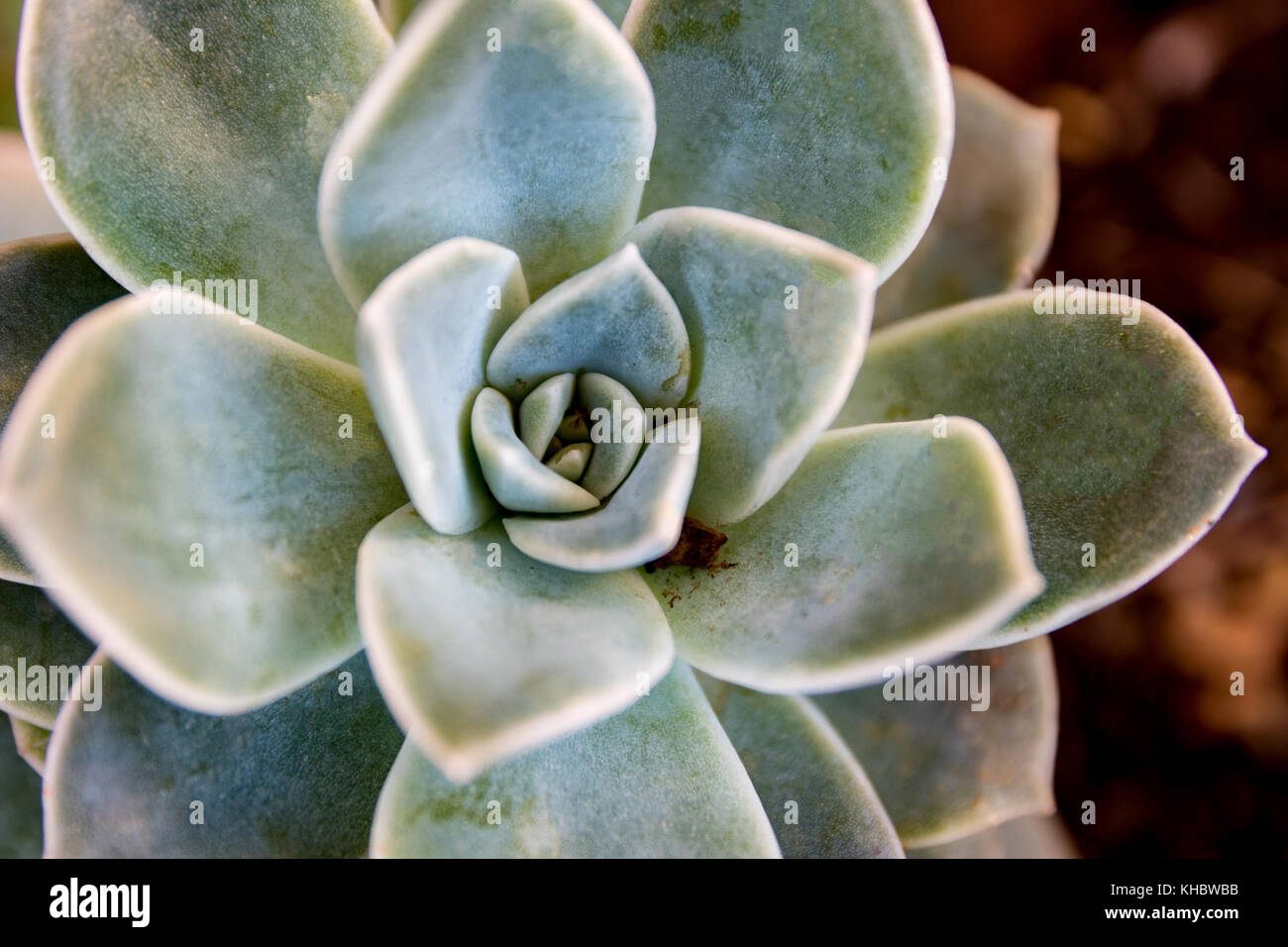 African desert rose hi-res stock photography and images - Alamy
