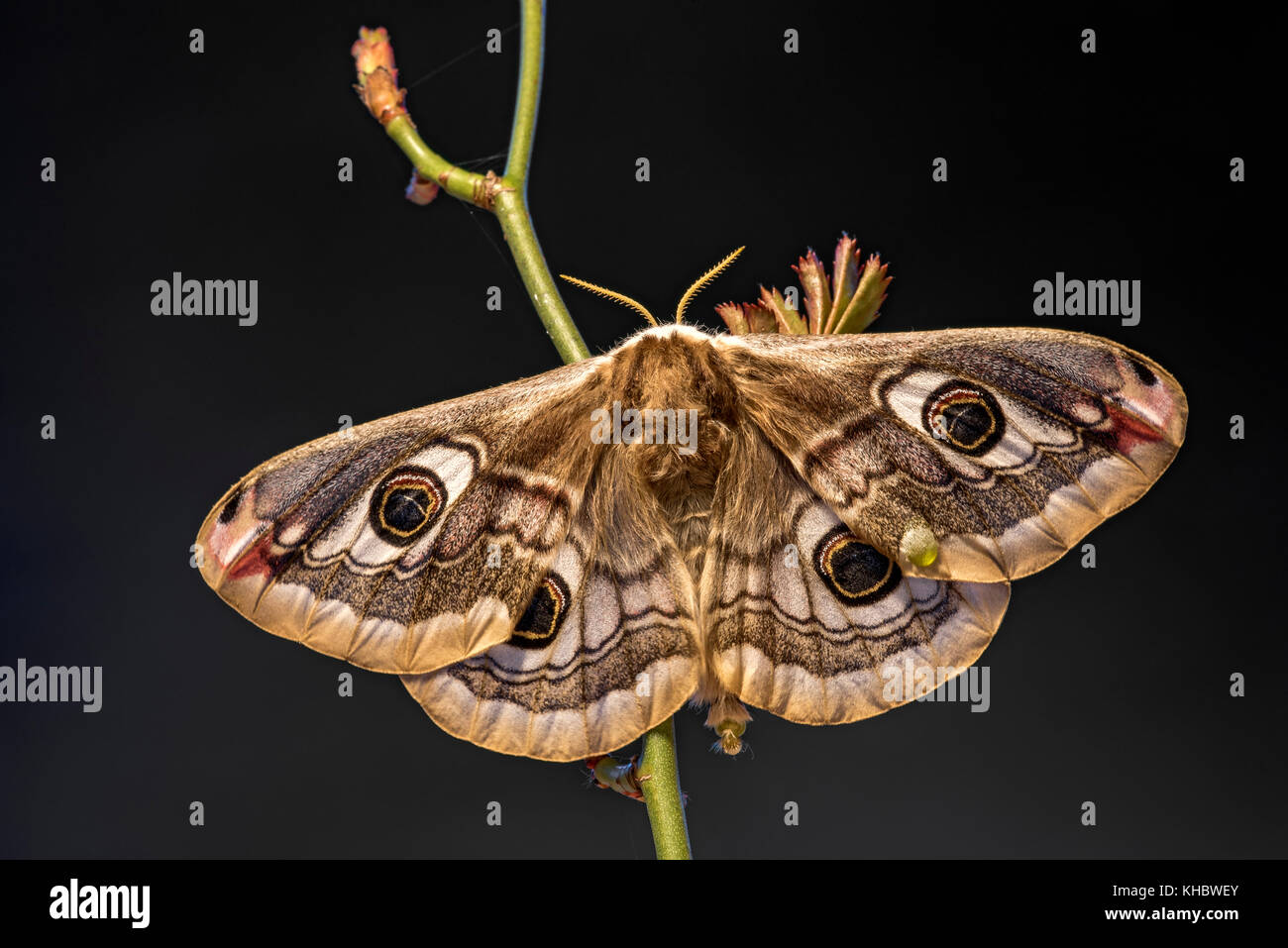 Small emperor moth (Saturnia pavonia), Tyrol, Austria Stock Photo