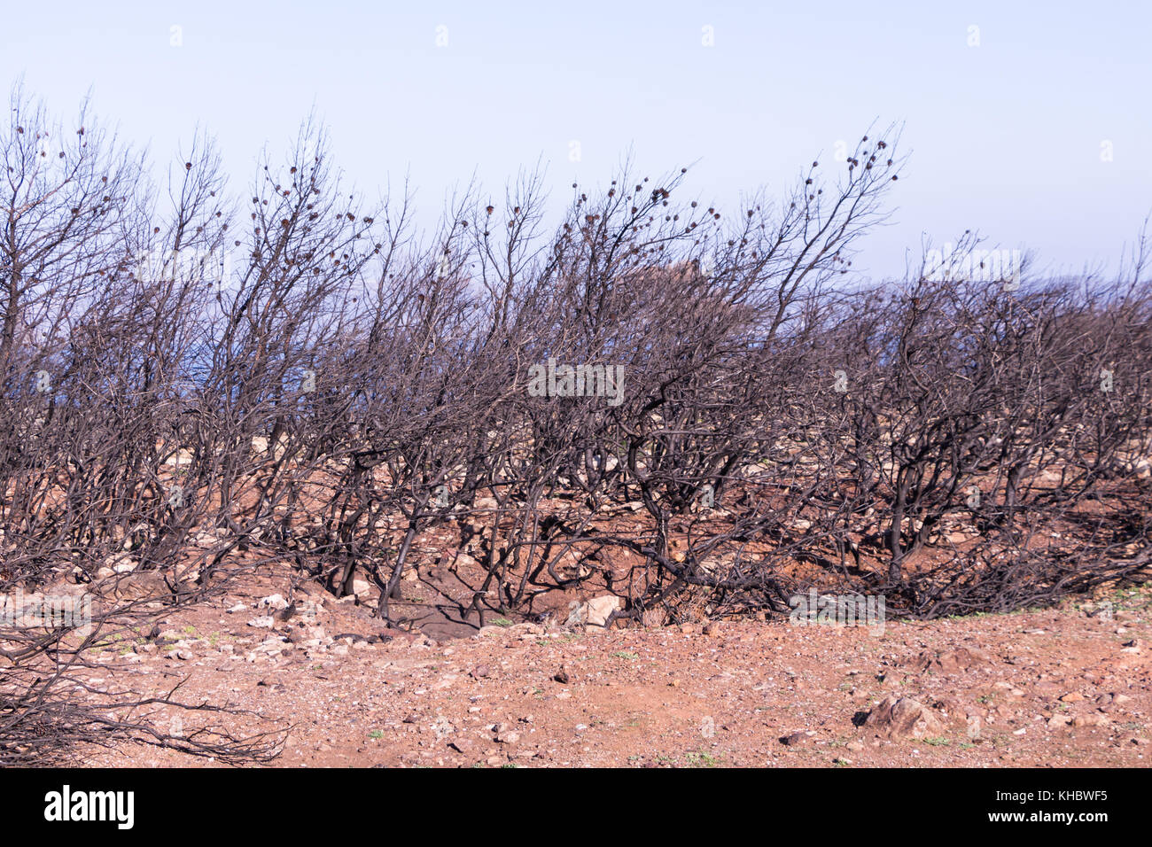 Burnt dead pine tree trunks, dead land background Stock Photo Alamy