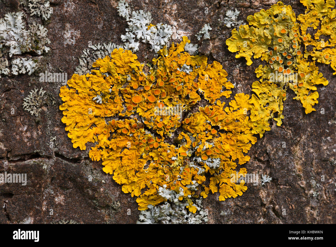Common orange lichen (Xanthoria parietina) on bark, Schleswig-Holstein, Germany Stock Photo