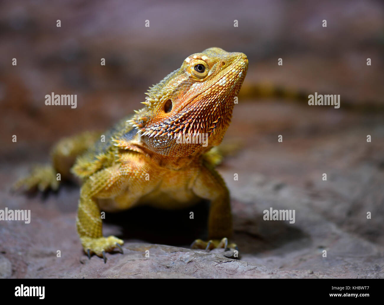 Frill-necked lizard (Chlamydosaurus kingii), captive Stock Photo