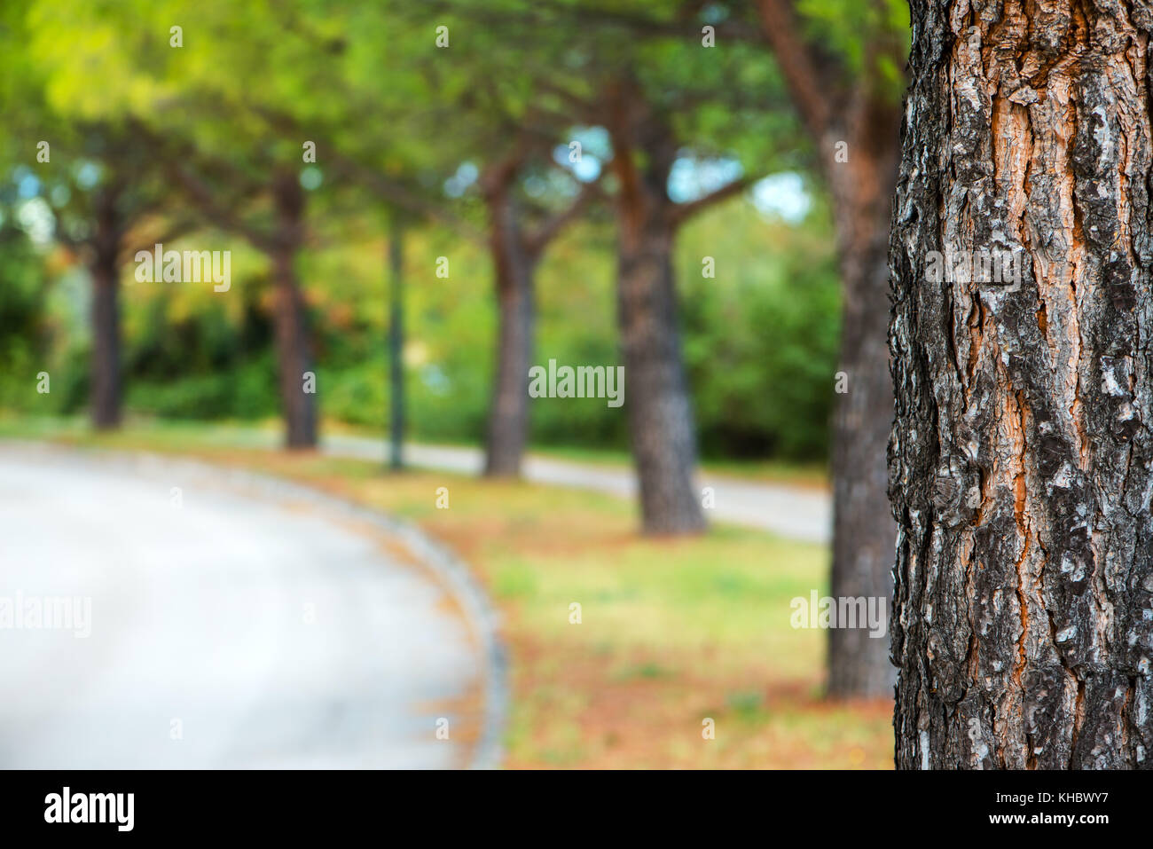 Park tree and defocused blur background, abstract summer and nature  backdrop Stock Photo - Alamy