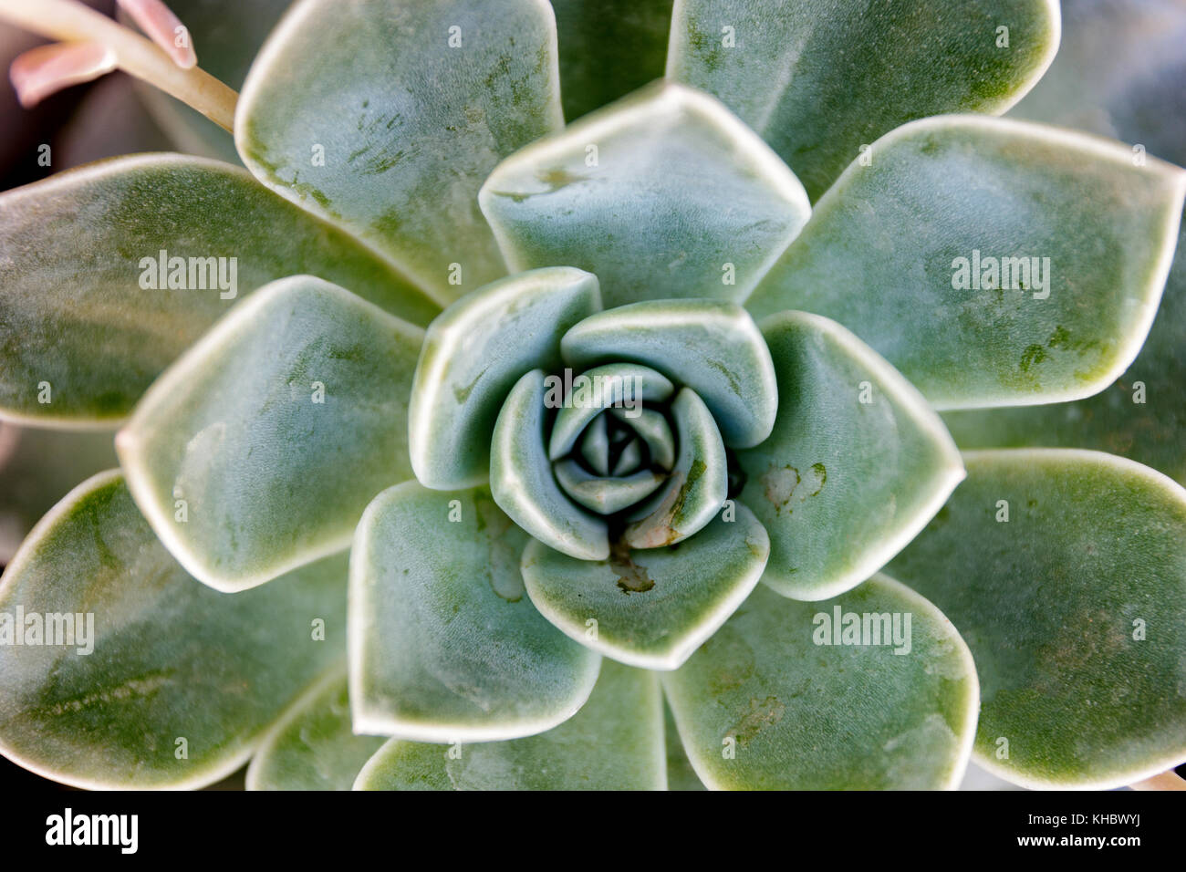 Isolated Desert Rose succcullent Stock Photo