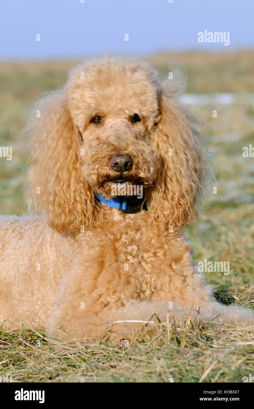 apricot male poodle