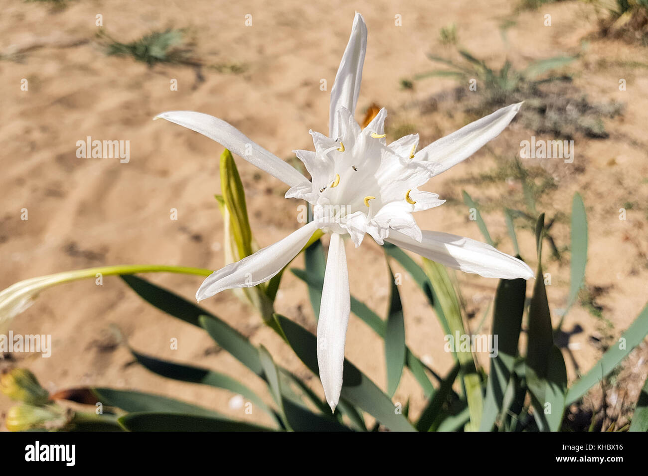 Sea daffodil (Pancratium maritimum), Majorca, Spain Stock Photo