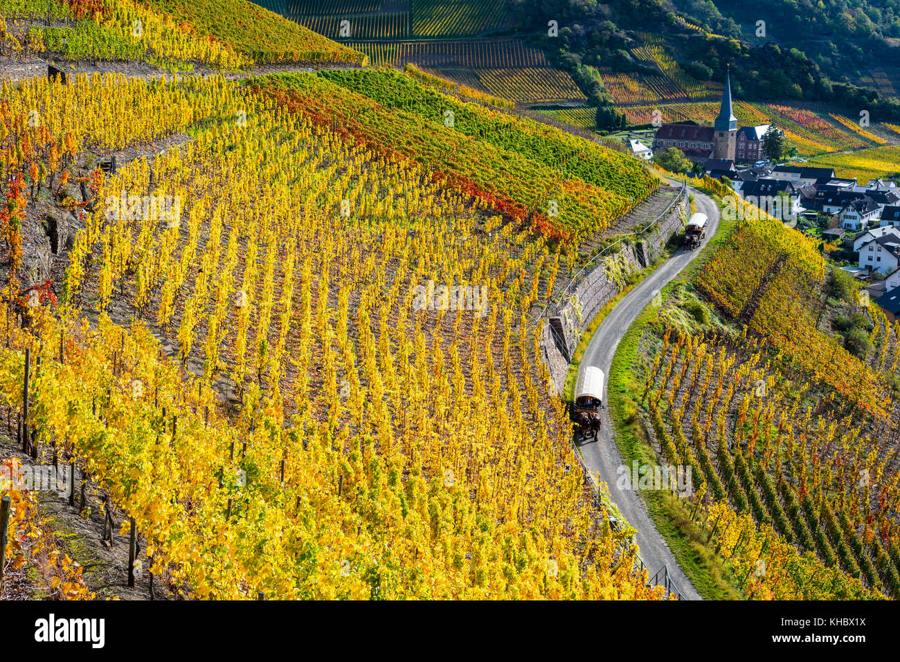 Vineyards in autumn, Mayschoß, Ahr valley, Red wine growing area, Eifel, Rhineland-Palatinate, Germany Stock Photo