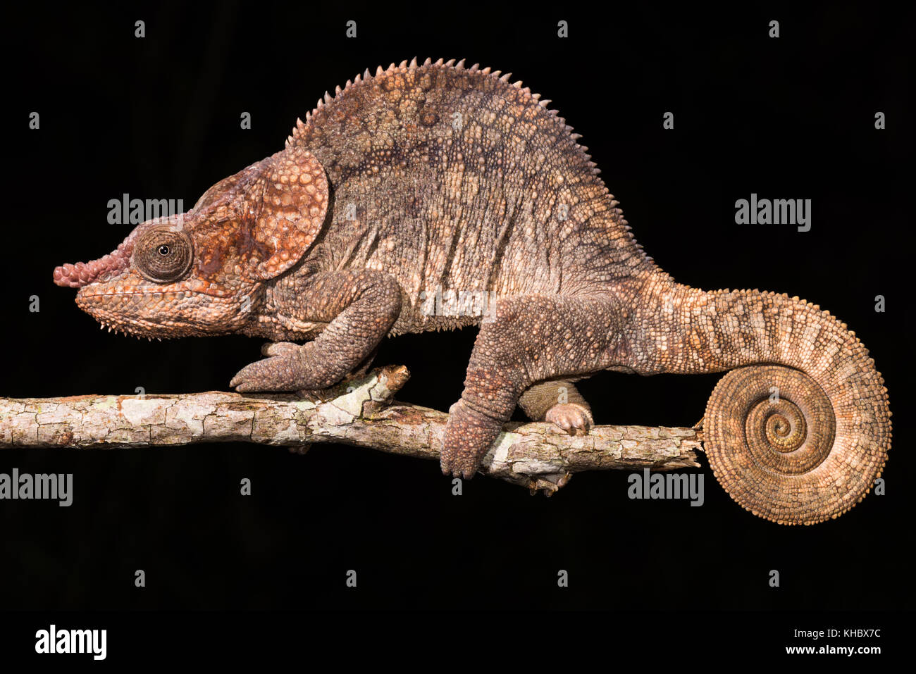 Short-horned chameleon (Calumma brevicorne), male, Analamazoatra, Andasibe National Park, Madagascar Stock Photo