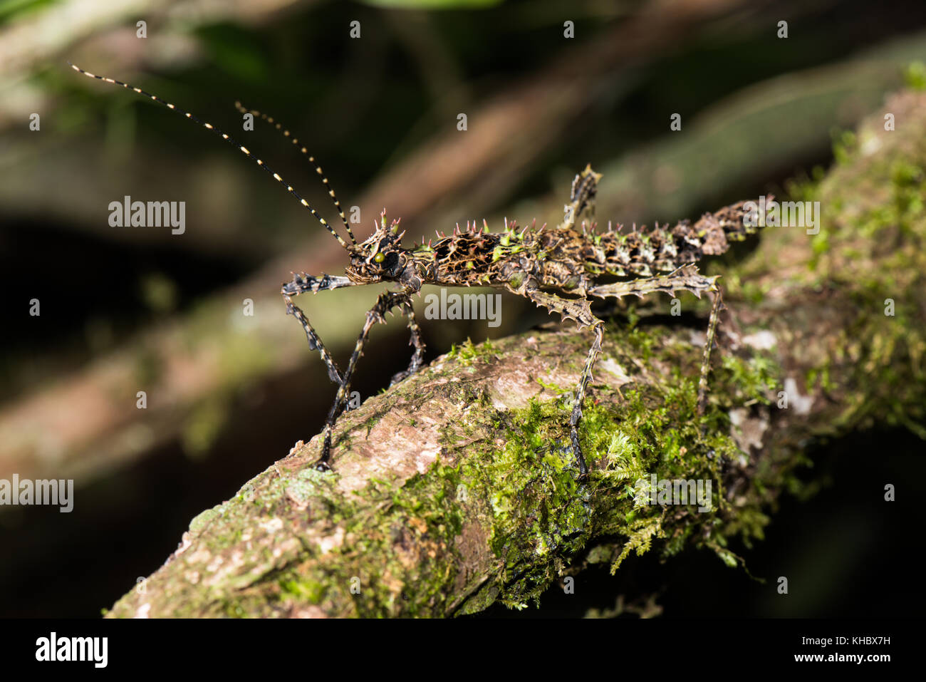 Thorny stick insect (Parectatosoma hystrix), Andasibe National Park ...