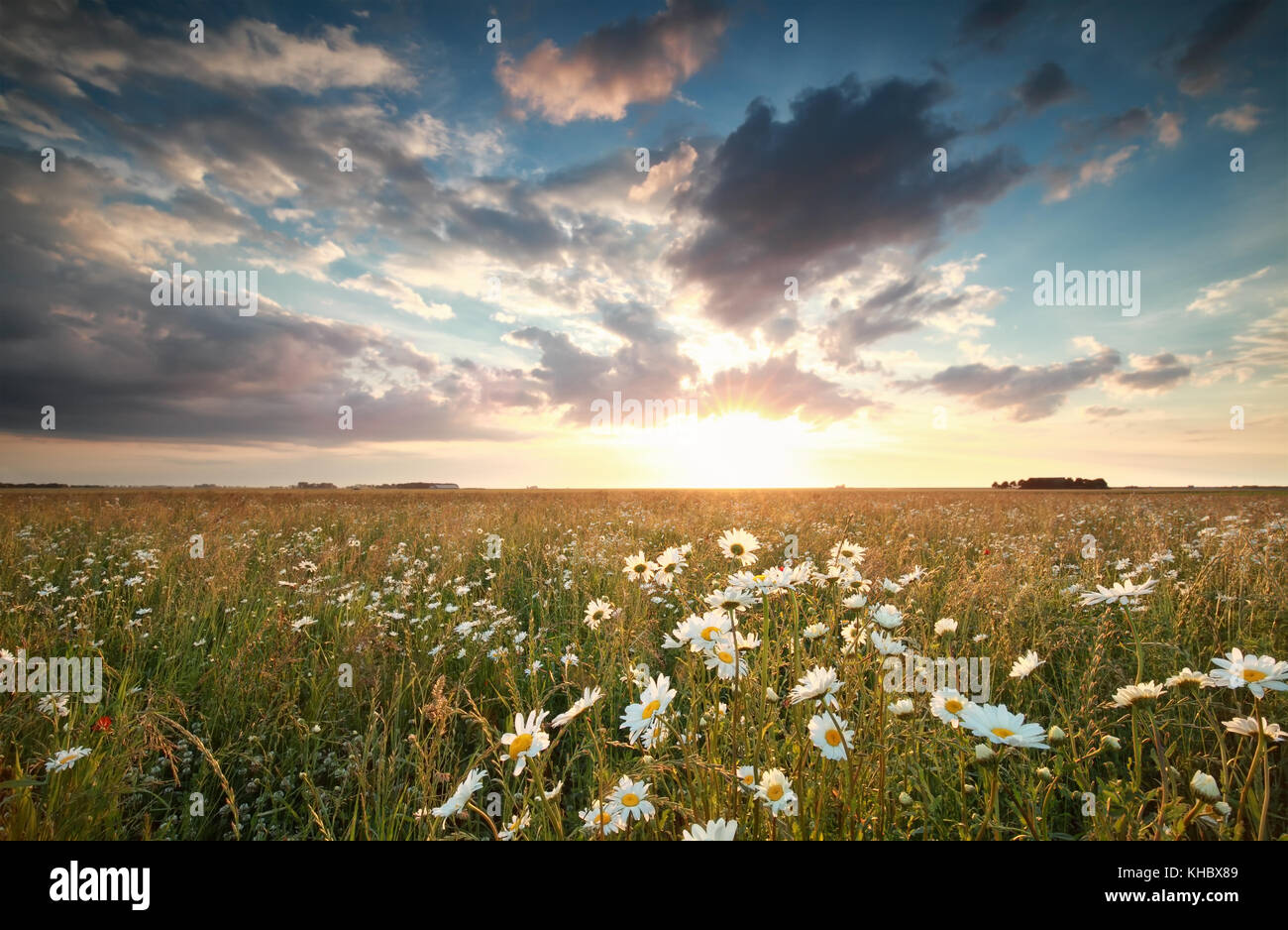 Sunlight over field hi-res stock photography and images - Alamy