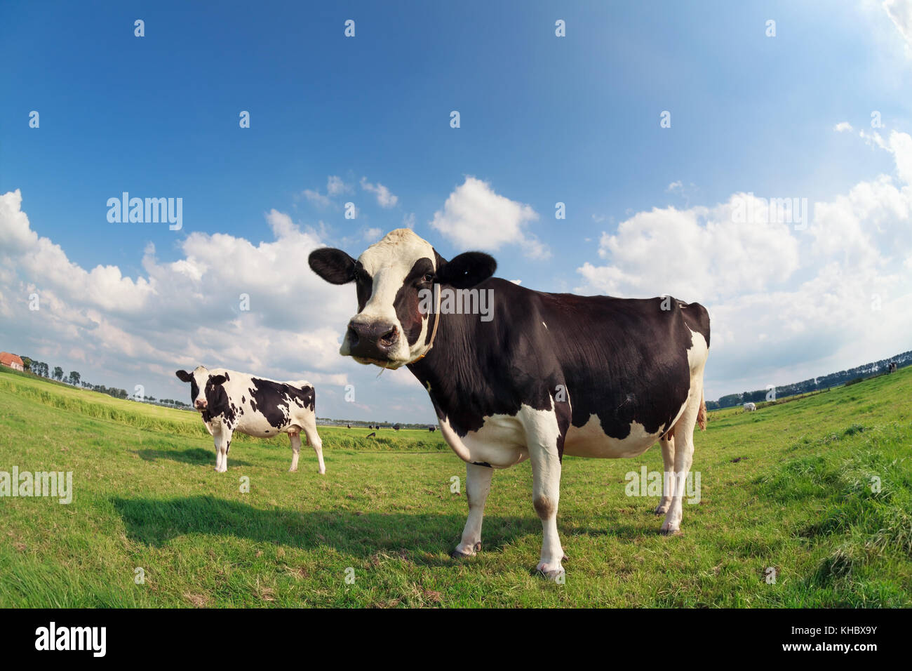 two cows on green pasture on sunny day Stock Photo - Alamy