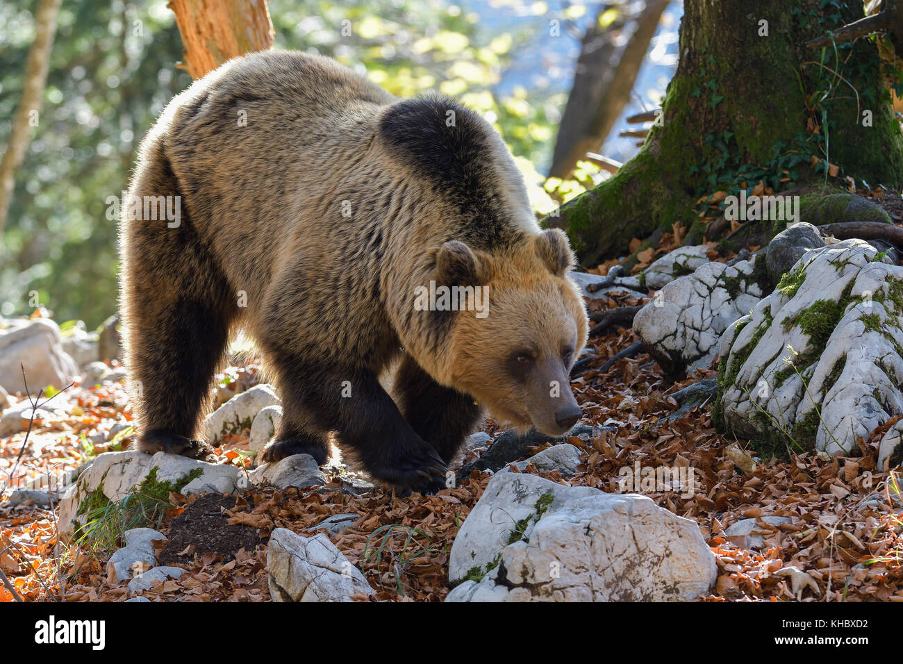 European brown bear or Eurasian Brown Bear (Ursus arctos arctos), Brown Bear in Karst Forest, Notranjska, Slovenia Stock Photo