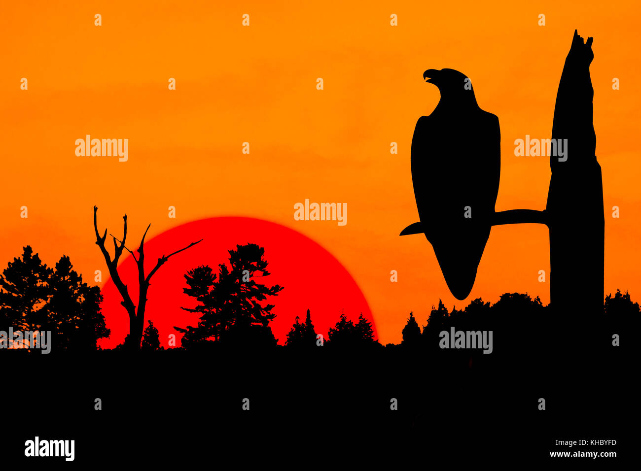 A silhouette of an eagle perched on a leafless tree. The raptor is positioned in front of a burning orange sky and a huge bright red setting sun. Stock Photo