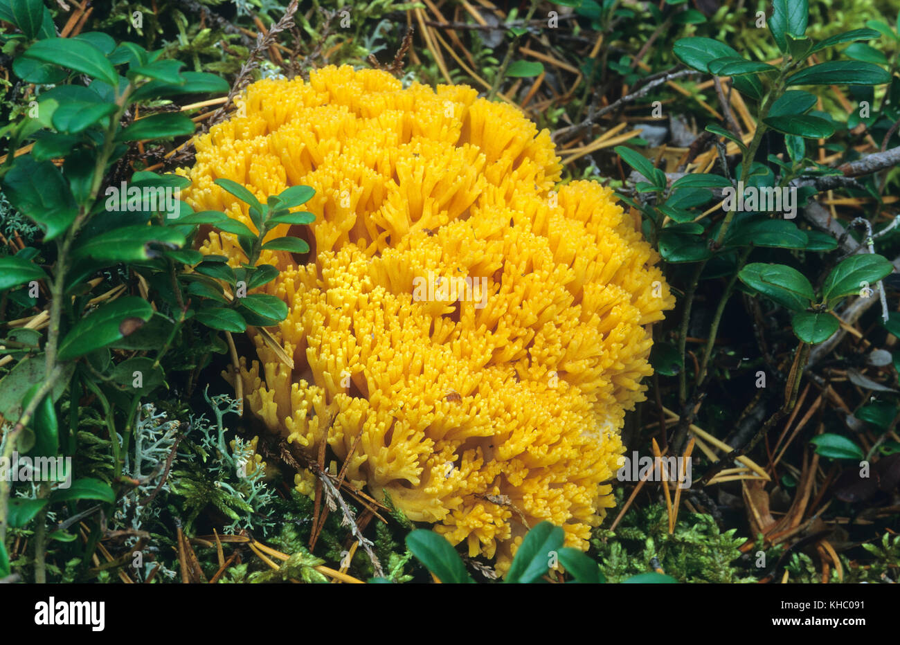 Korallenpilz