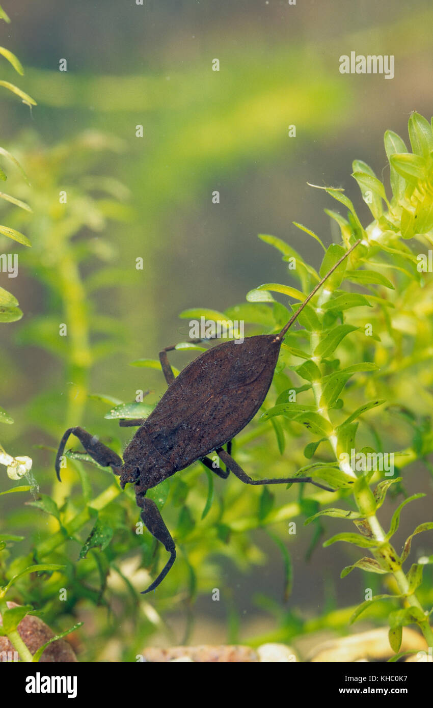 Wasserskorpion, Wasser-Skorpion, Nepa cinerea, Nepa rubra, water scorpion Stock Photo