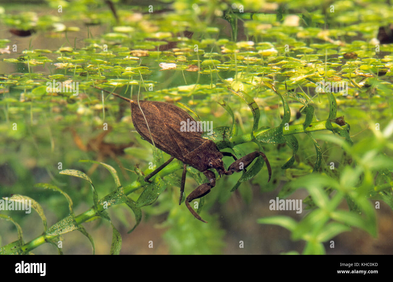 Wasserskorpion, Wasser-Skorpion, Nepa cinerea, Nepa rubra, water scorpion Stock Photo