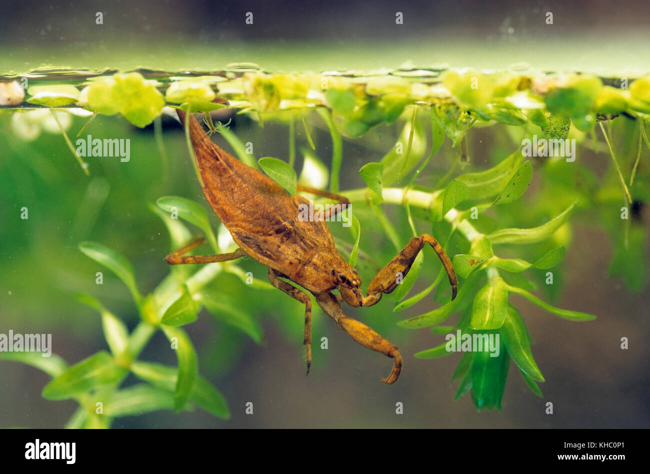 Wasserskorpion, Wasser-Skorpion, Nymphe, Jungtier, Larve, Nepa cinerea, Nepa rubra, water scorpion Stock Photo