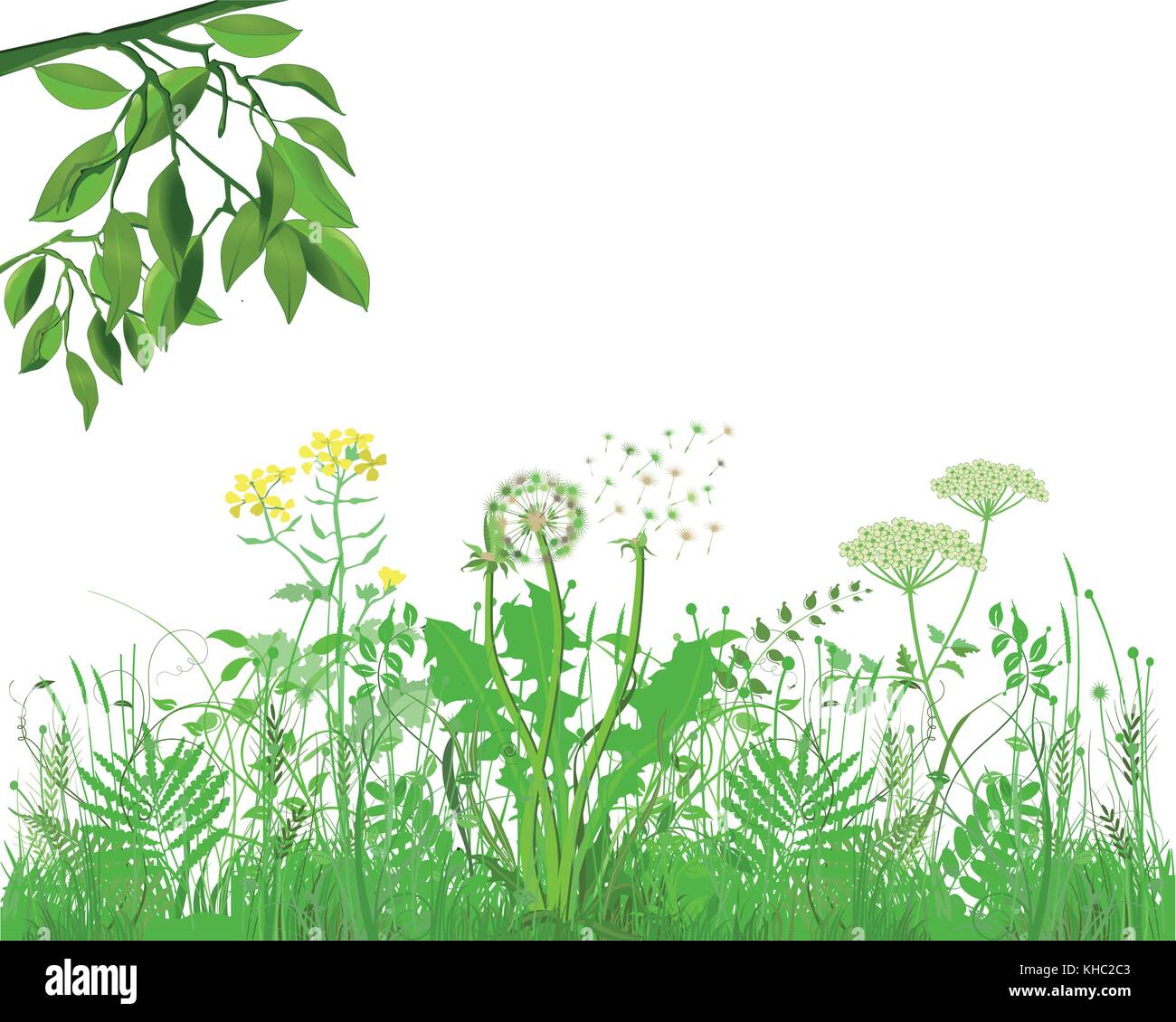 Grasses with herbs and flowers, Illustration Stock Vector