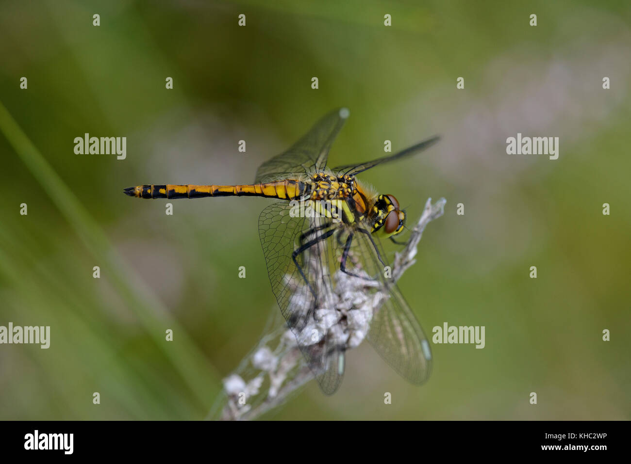 Black Darter Dragonfly (Sympetrum danae), female Stock Photo