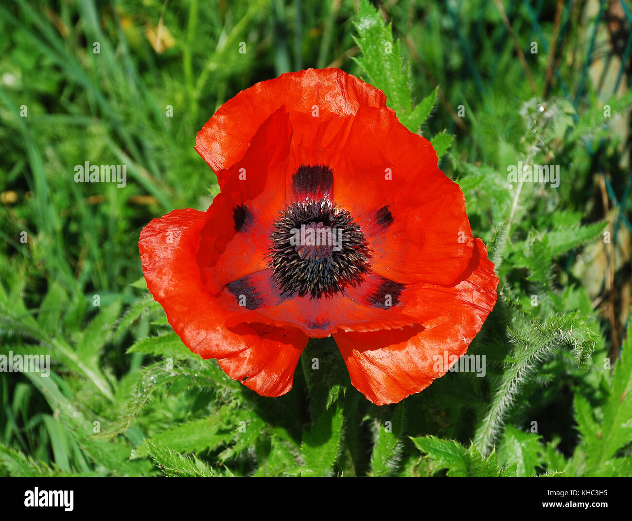 A giant red poppy in natural sunlight with various grasses and other plants in the background. Photographed in north east Italy. Stock Photo