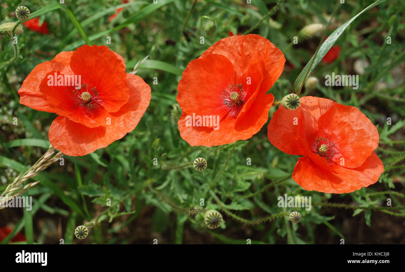A meadow full of beautiful red poppies Stock Photo
