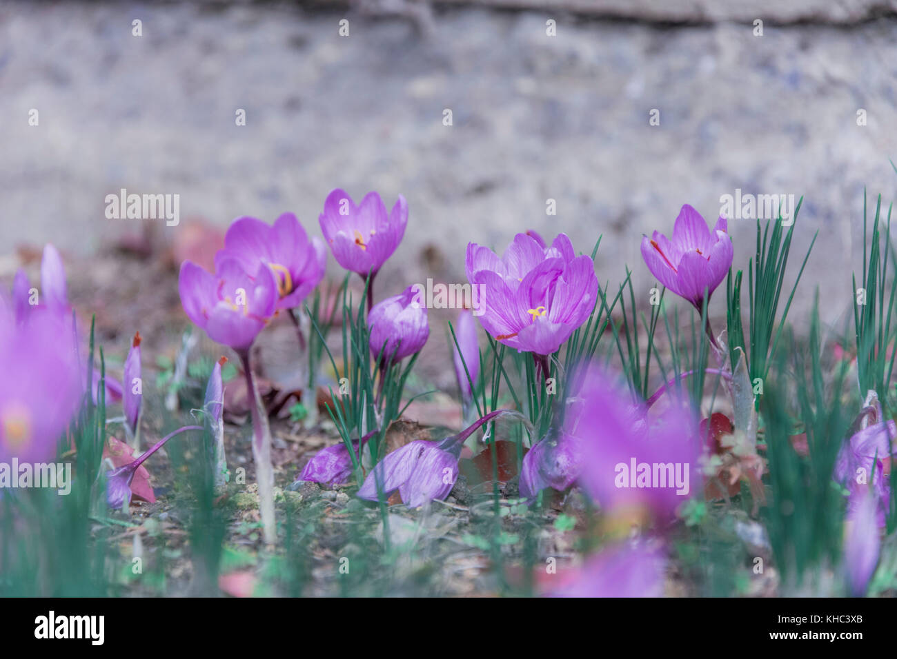 Beautiful purple crocus flowers. Violet flowers. Stock Photo