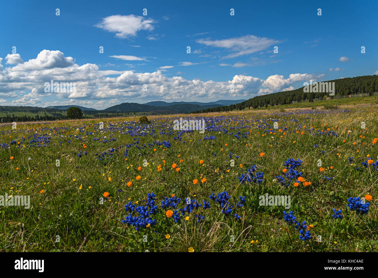 Wildflowers meadow clouds hi-res stock photography and images - Alamy