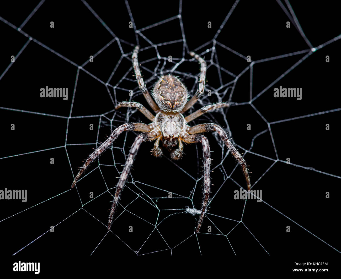 Spider Web Trap on Dark Background Stock Photo