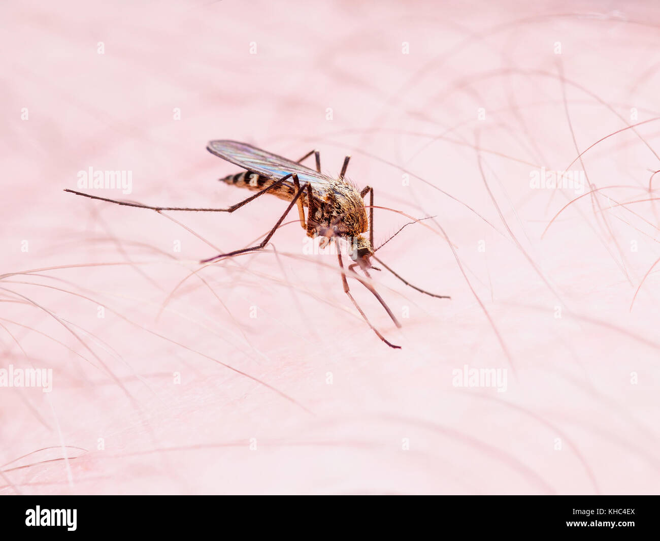 Malaria or Zika Virus Infected Mosquito Sting Stock Photo