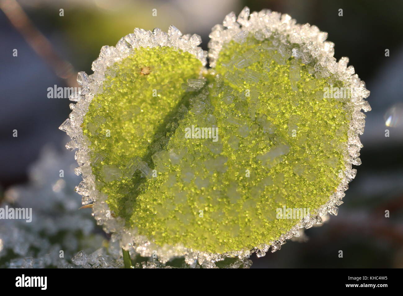 Frosted Green Sprout Leaf. Frost Ice on Forest Morning Sun Lights