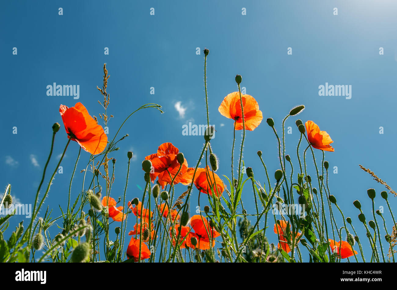 red poppies under sunny sky Stock Photo - Alamy