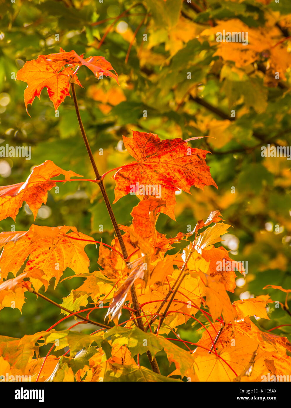 my light of autumn  Ray Boswell Stock Photo