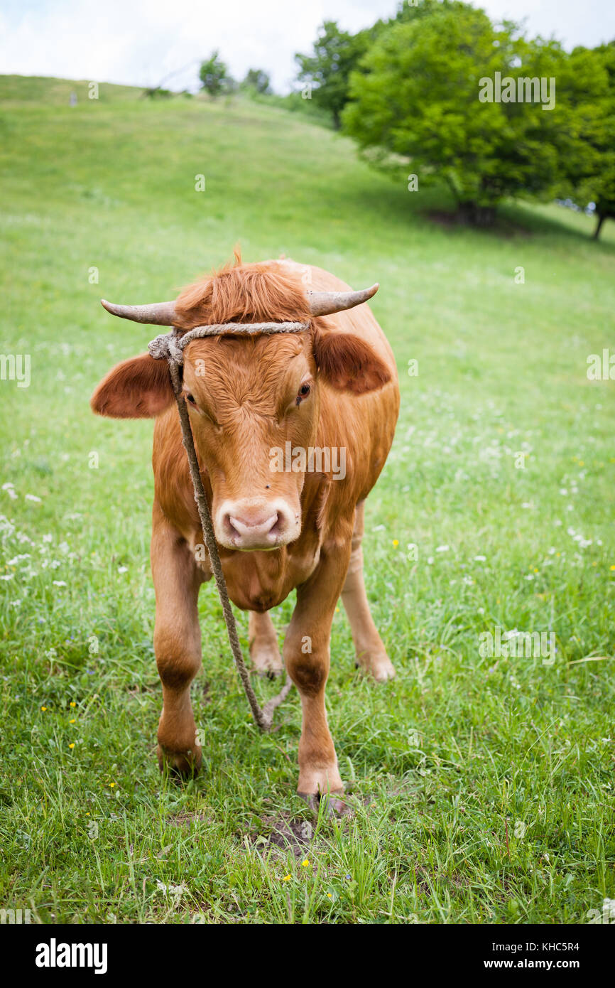 Polish farm hi-res stock photography and images - Alamy