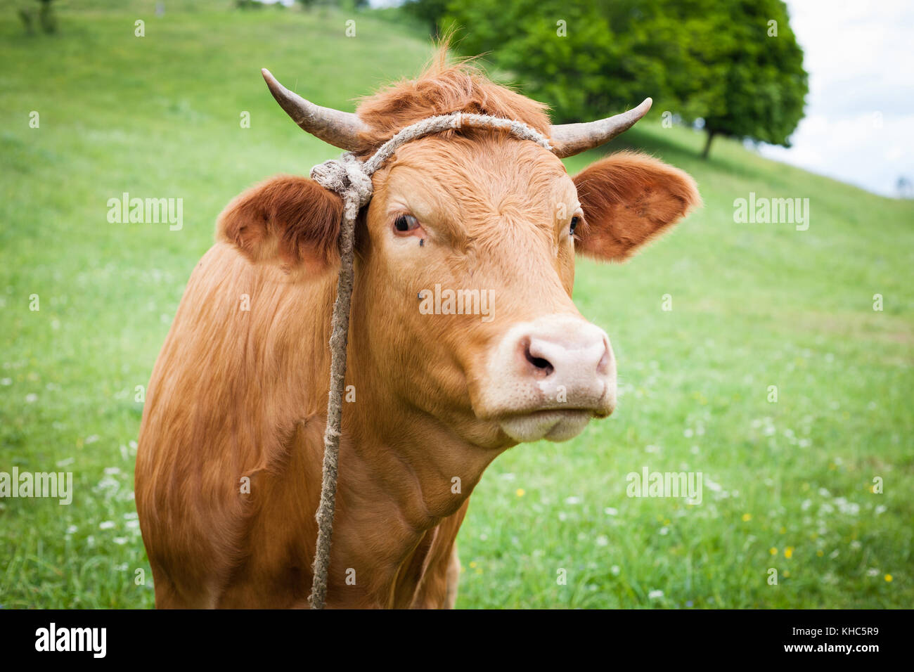 Polish agriculture hi-res stock photography and images - Alamy