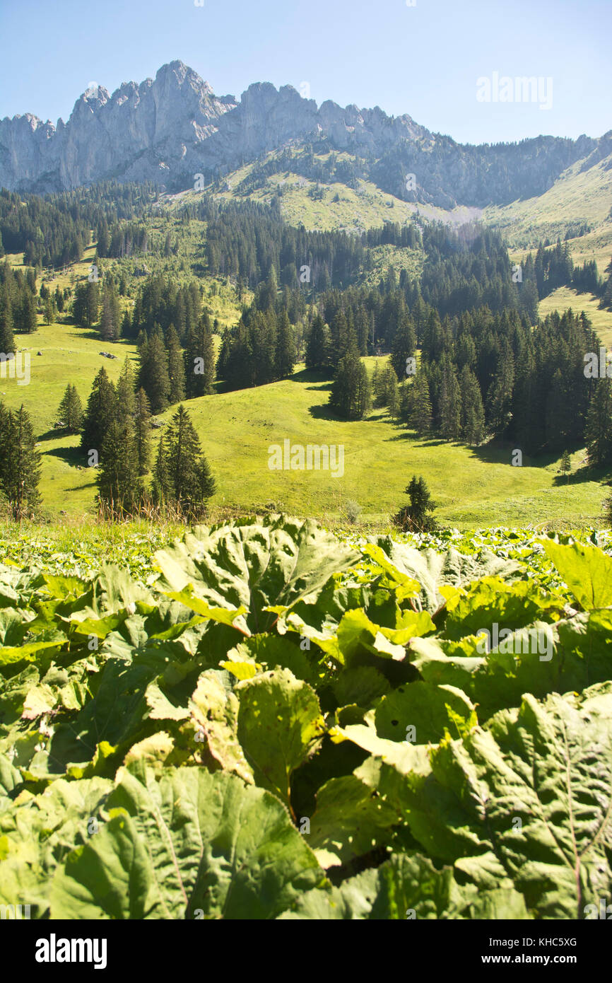 humid mountain meadow *** Local Caption *** switzerland, fribourg, jaun ...