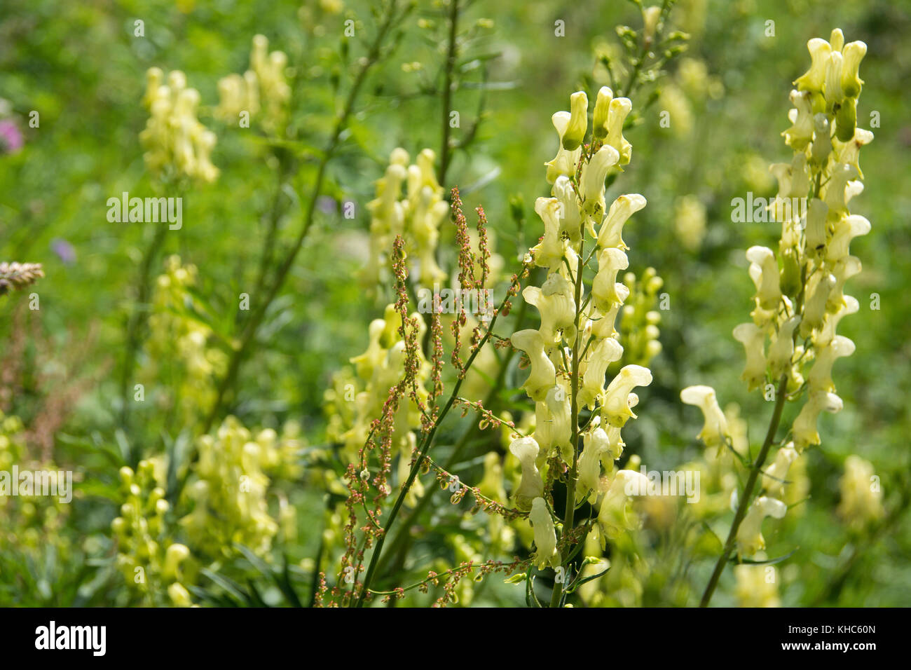 Aconitum in swiss alps *** Local Caption *** switzerland, grisons, splügen, val curciusa, flowers, field, yellow, aconitum vulparia Stock Photo