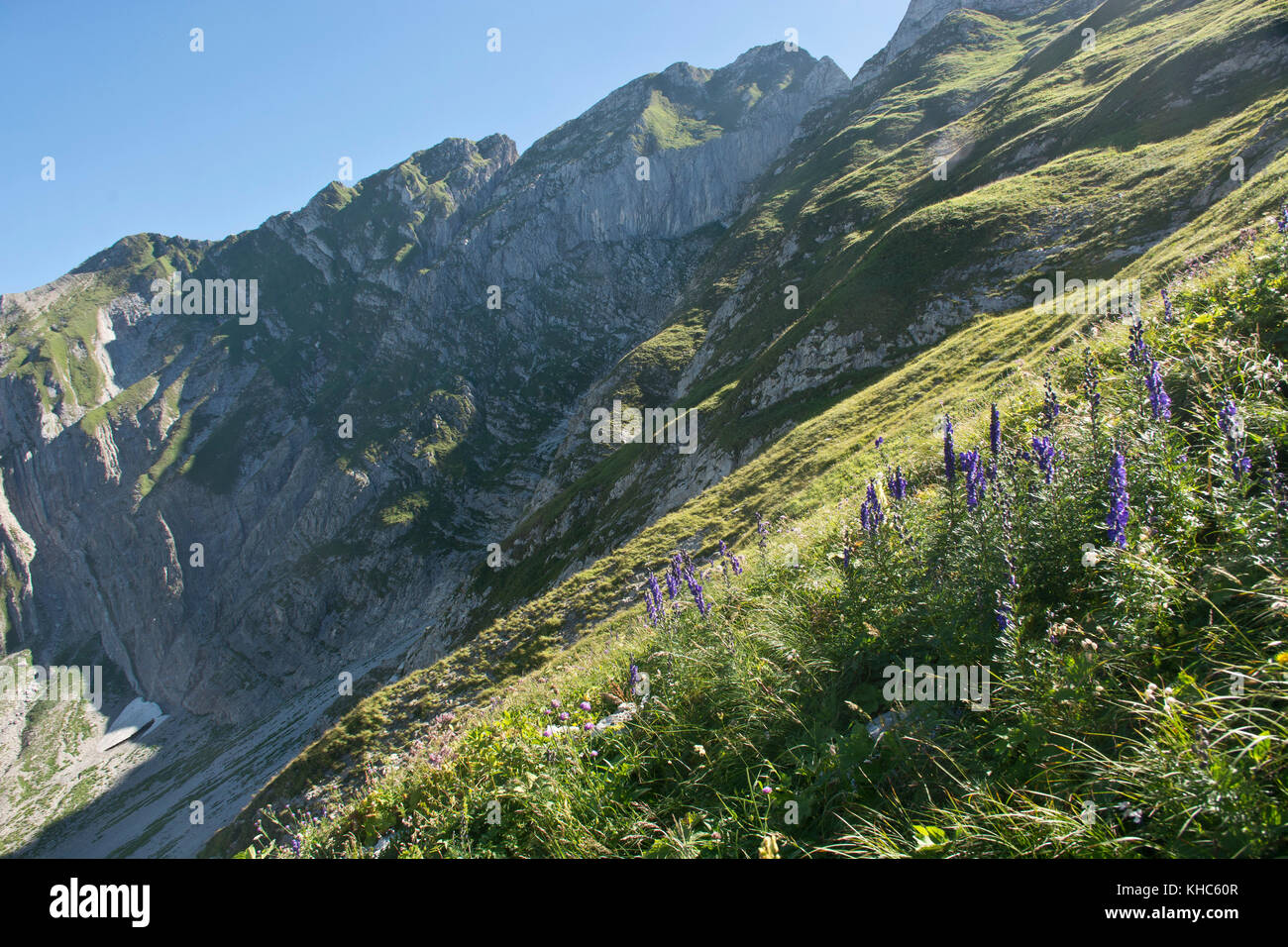 rocky meadow *** Local Caption *** switzerland, fribourg, bounavau