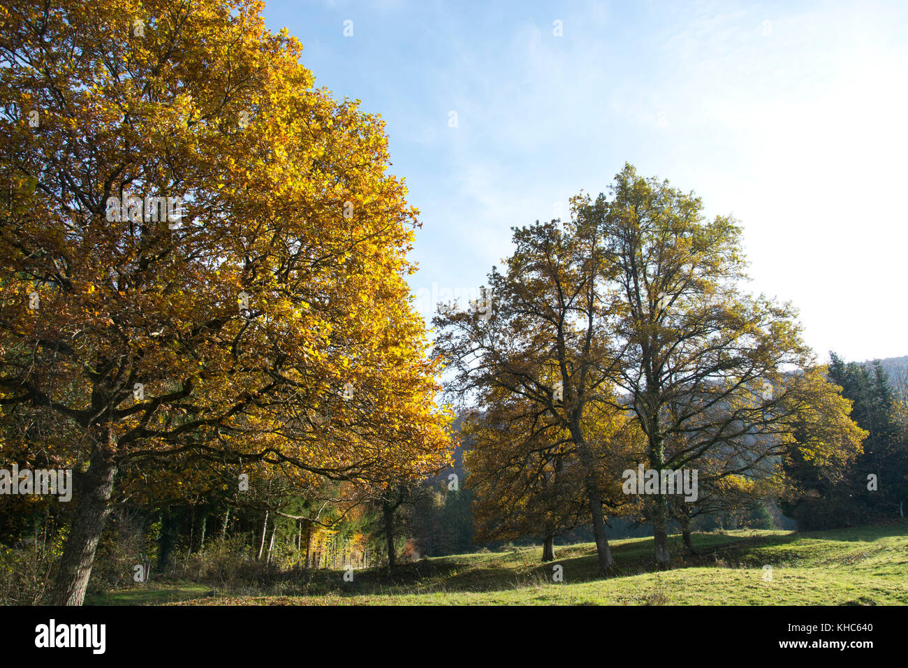 field trees in autumn *** Local Caption *** switzerland, jura