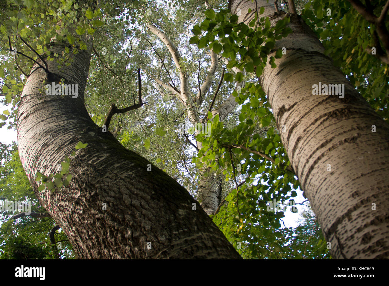 Silverleaf Poplar High Resolution Stock Photography And Images Alamy