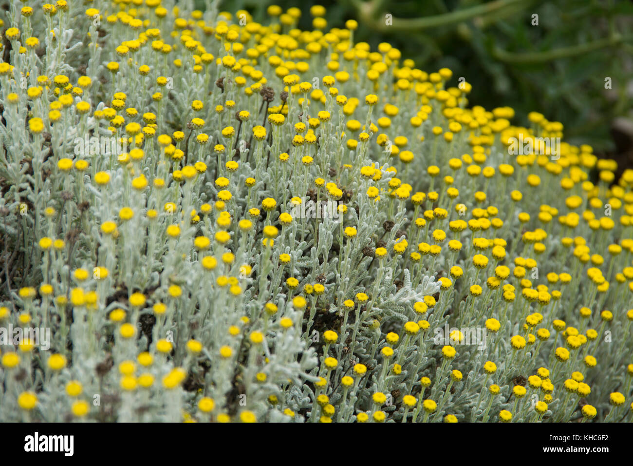 helichrysum stoechas *** Local Caption *** France, sud, Mediterranean, flower, yellow, helichrysum stoechas, macro Stock Photo