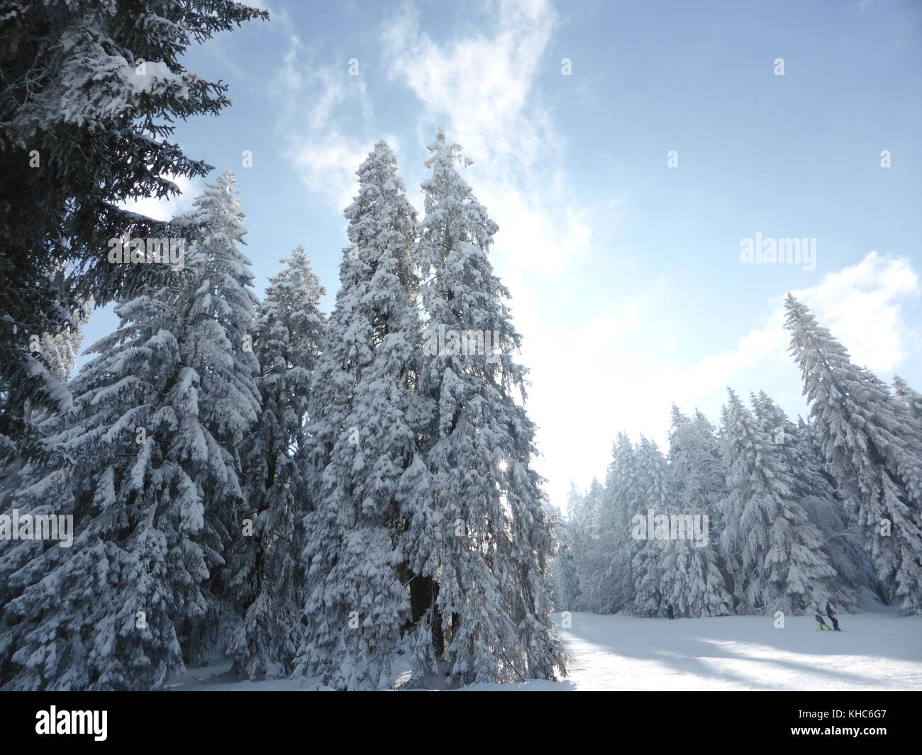 Snow covered trees in Swiss Jura *** Local Caption *** Switzerland, Jura, Les Genevez, Franches Montagnes, snow, trees, ski slope, people, sun Stock Photo
