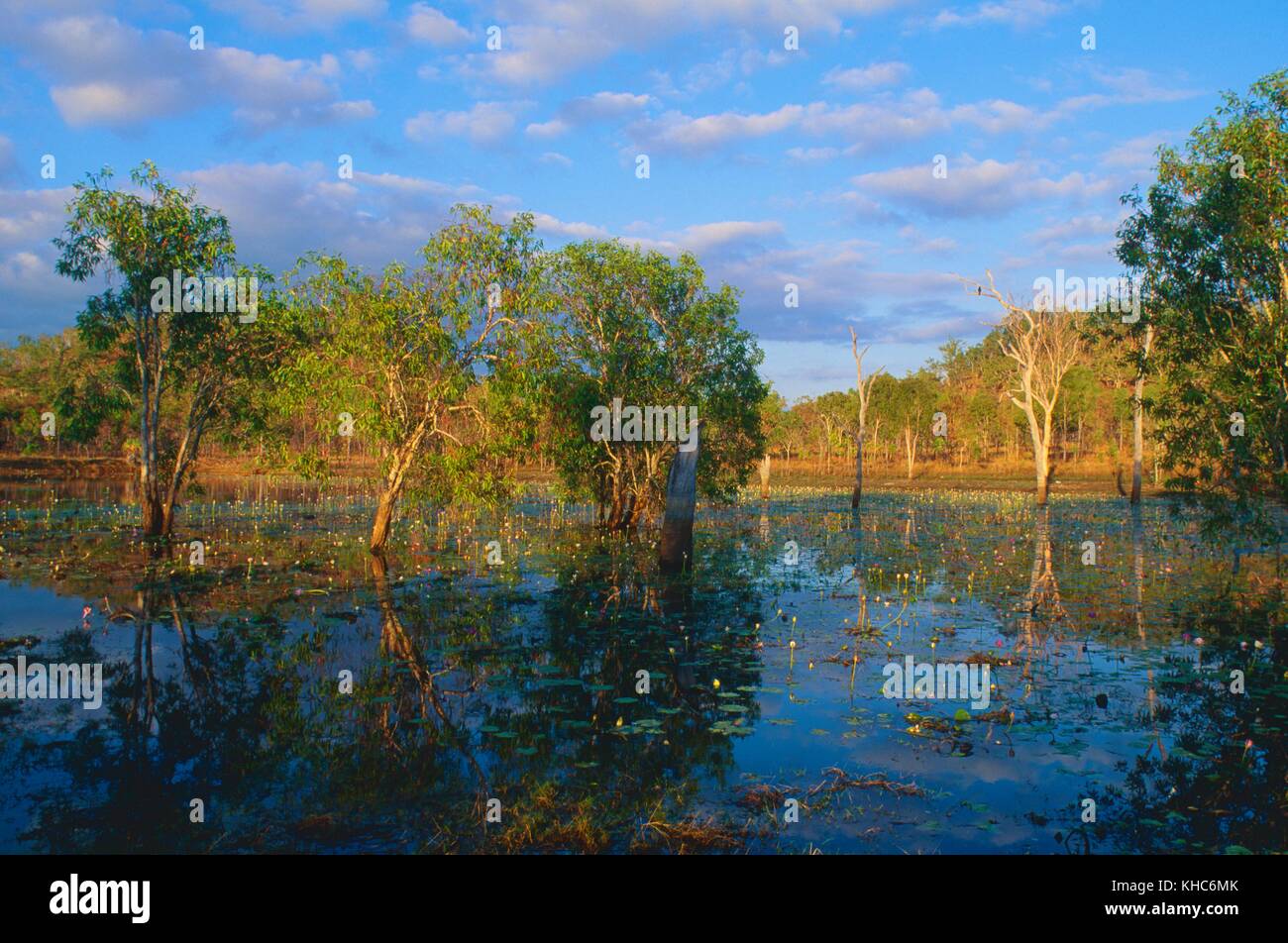 Billabong, pond, lake, water lilies, trees, reflections, Emerald Springs,  Northern Territory, Australia *** Local Caption *** Billabong, pond, lake,  w Stock Photo - Alamy