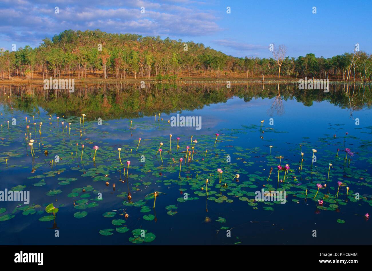 Billabong, pond, lake, water lilies, trees, reflections, Emerald Springs,  Northern Territory, Australia *** Local Caption *** Billabong, pond, lake,  w Stock Photo - Alamy