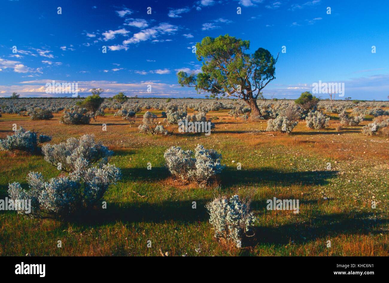 Scrub land, tree, Brookfield Conservation Park, Planchtown, South
